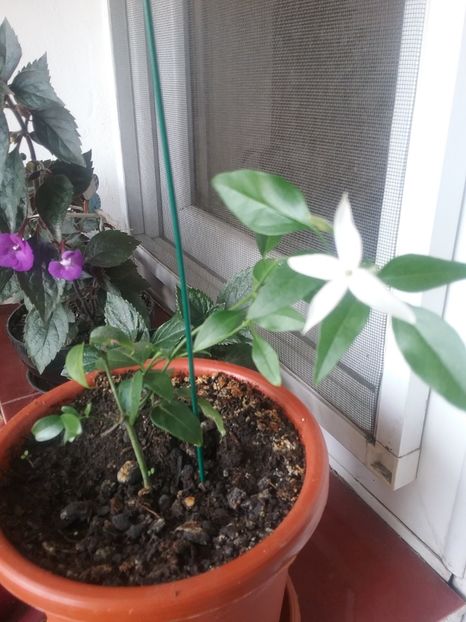  - Iasomie de cameră