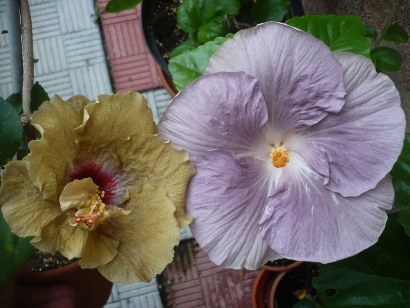 P1330927 - HIBISCUSI 2017-2