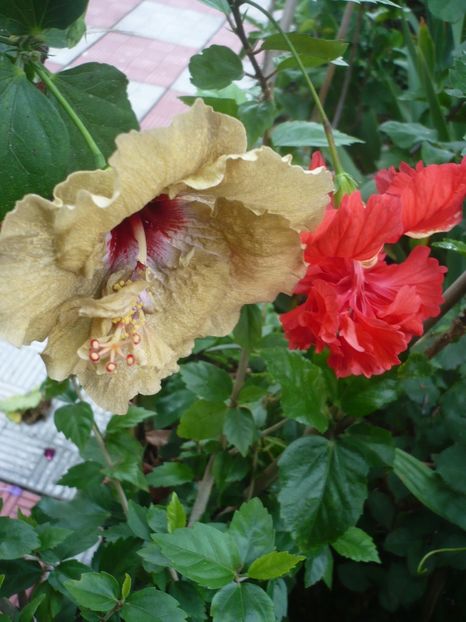 P1330932 - HIBISCUSI 2017-2