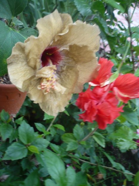 P1330934 - HIBISCUSI 2017-2