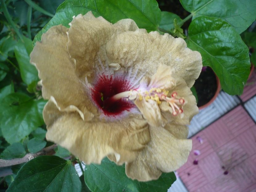 P1330938 - HIBISCUSI 2017-2