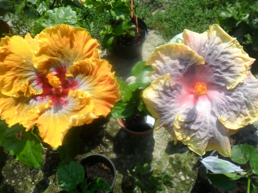  - hibiscusi 2017 4