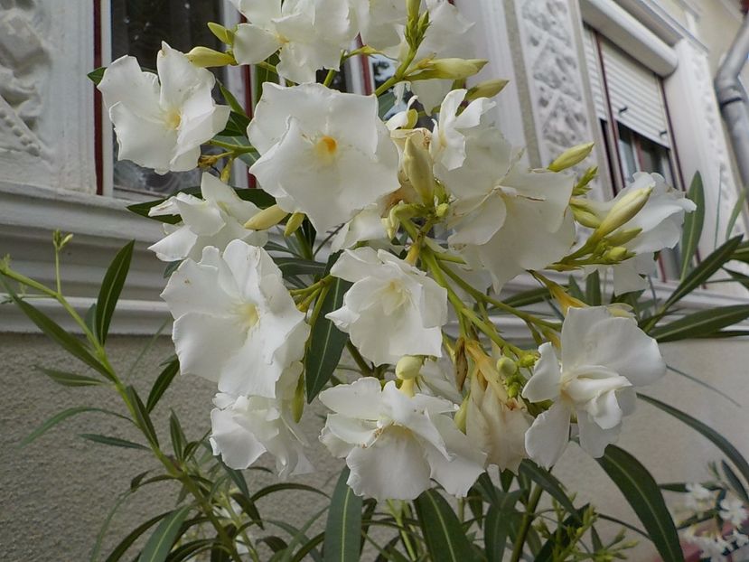  - mont blanc leandru nr 22