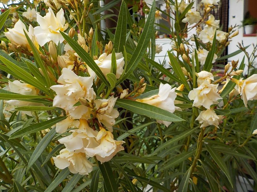  - luteum plenum nr 20