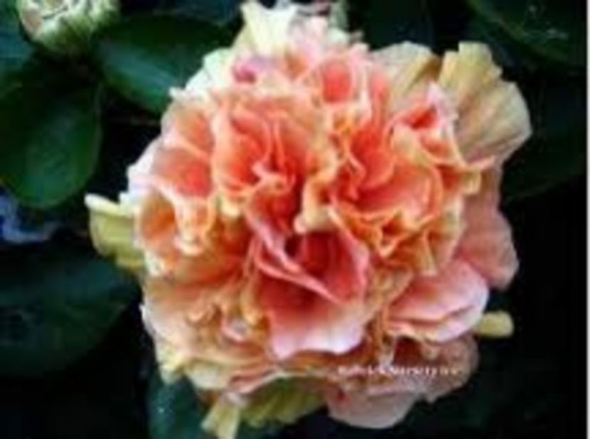 H PERSIMMON - provizoriu