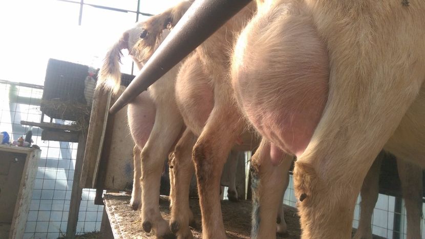 capre saanen a doua fatare, 20166 - 0000 CAPRE SAANEN ROMANIA a doua fatare anul 2016