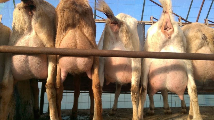 capre saanen a doua fatare, 2016 - 0000 CAPRE SAANEN ROMANIA a doua fatare anul 2016