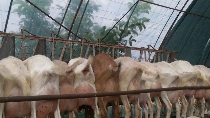 capre saanen a doua fatare, 2016 - 0000 CAPRE SAANEN ROMANIA a doua fatare anul 2016