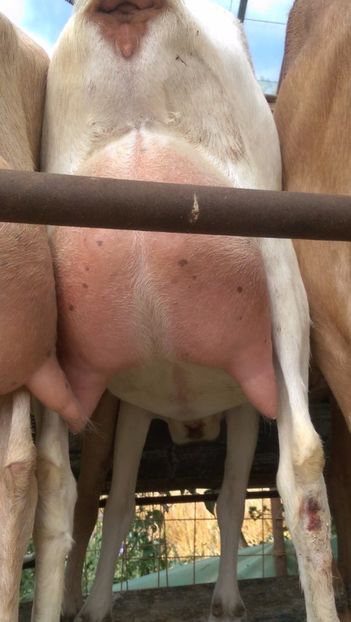 capre saanen prima fatare, 2016 - 0000 CAPRE SAANEN ROMANIA a doua fatare anul 2016