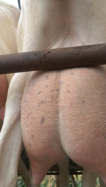 capre saanen a doua fatare, 2016 - 0000 CAPRE SAANEN ROMANIA a doua fatare anul 2016