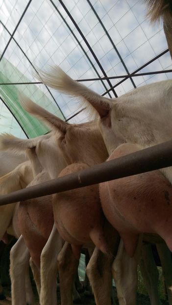 capre saanen a doua fatare, 2016 - 0000 CAPRE SAANEN ROMANIA a doua fatare anul 2016