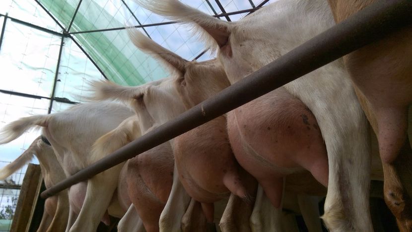 capre saanen a doua fatare, 2016 - 0000 CAPRE SAANEN ROMANIA a doua fatare anul 2016