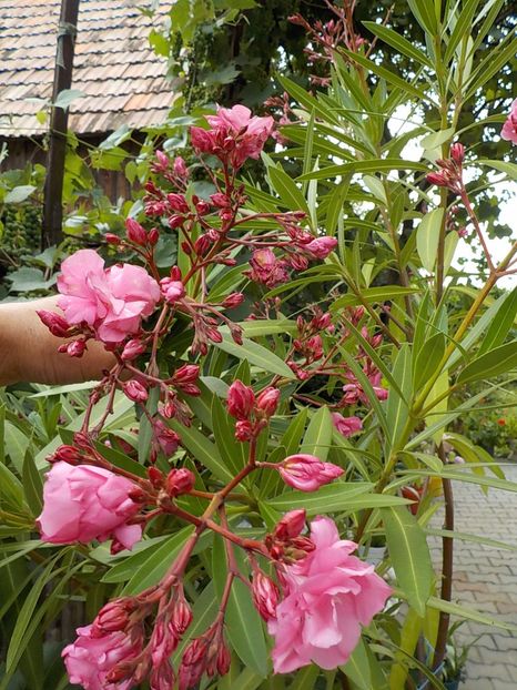  - roseum plenum 21