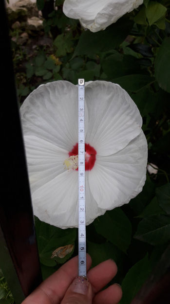  - Hibiscus Moscheutos