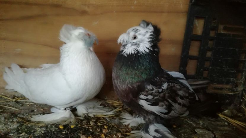 Pereche tobosari Vinduti - Porumbei vanduti