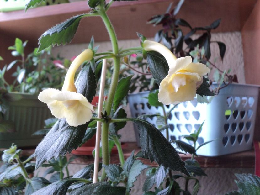  - Yellow English Rose