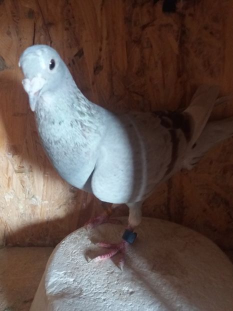  - Masculii dupa incheierea sezonului