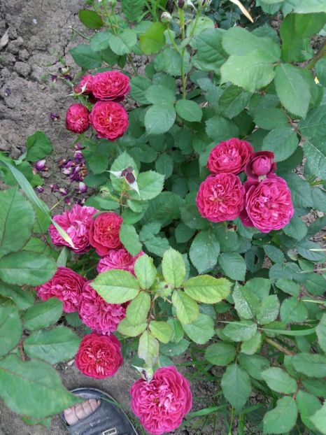  - Bicentenaire de Guillot