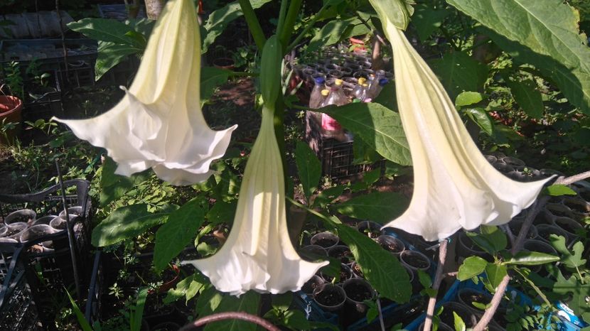 Citronela - Brugmansia 2017