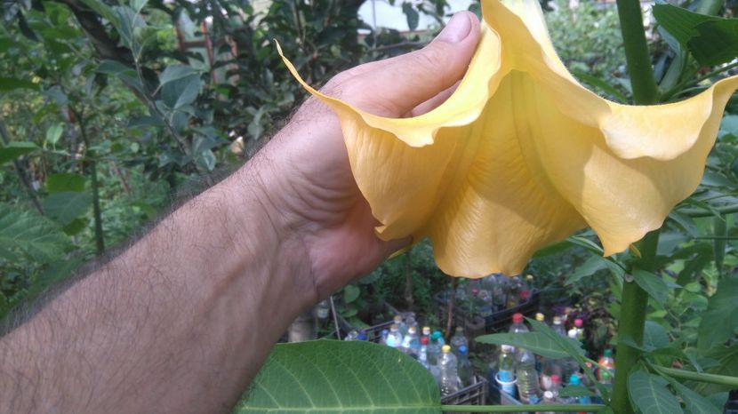 Portocalie - Brugmansia 2017