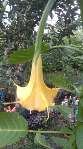  - Brugmansia 2017