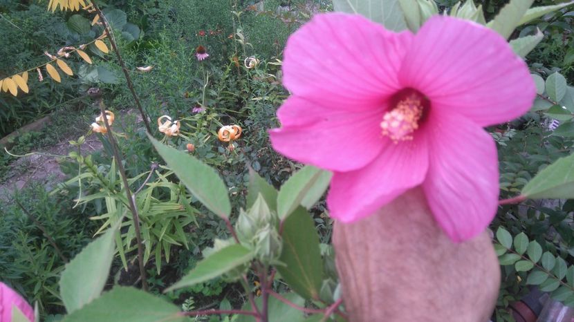 HM roz aprins - Gradina flori 2017