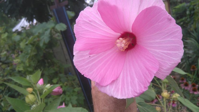 HM roz - Gradina flori 2017