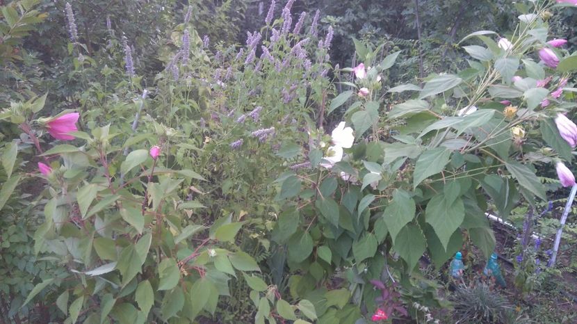 roz apr-alb-roz - Gradina flori 2017