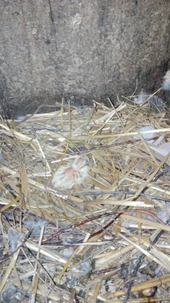 Prima zi. - Evoluția unui pui de porumbel metis de tackla și voiajor