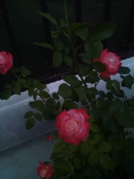  - Trandafiri iulie 2017