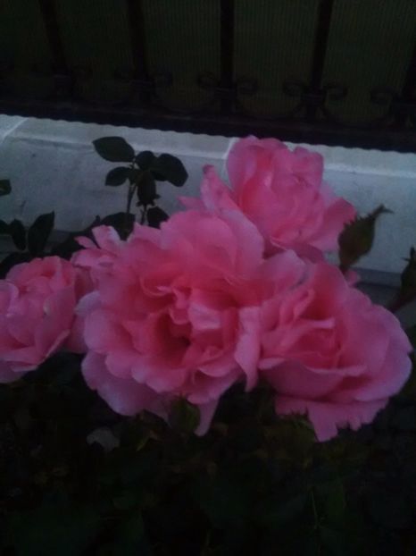  - Trandafiri iulie 2017