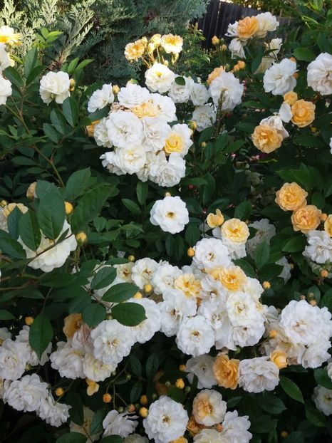  - Ghislaine de Feligonde