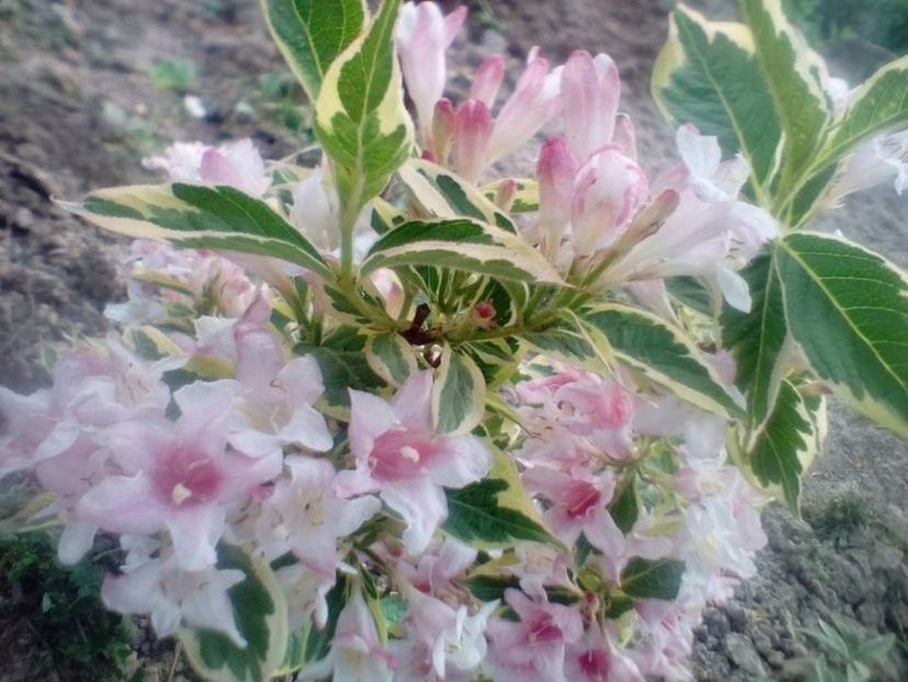 Weigela variegata  epuizat - w Produse livrate