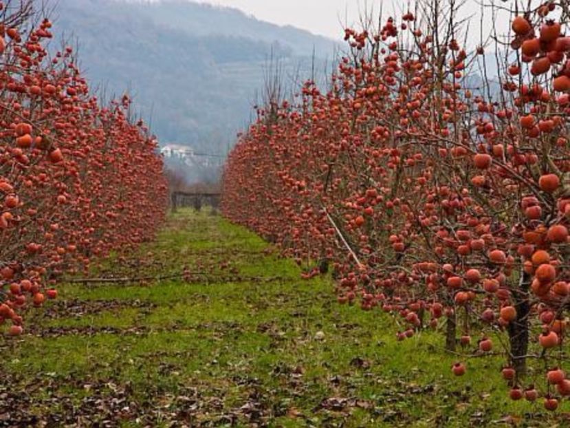 plantatie-de-kaki - Ceva mai bun !