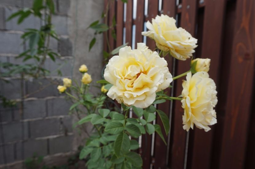  - Cyrano de Bergerac