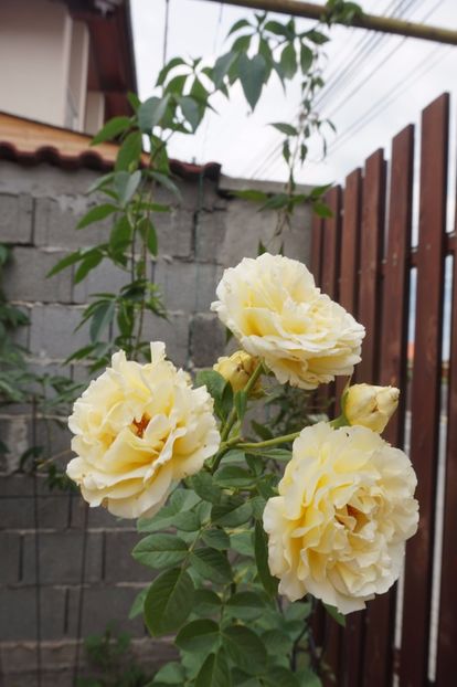  - Cyrano de Bergerac