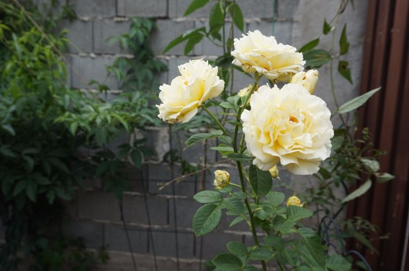  - Cyrano de Bergerac