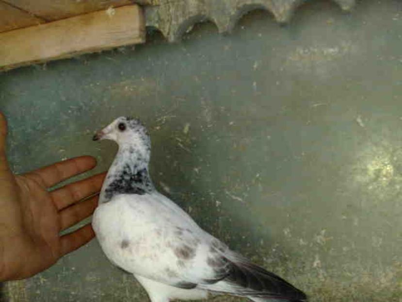 208 - X-Porumbei vinduti