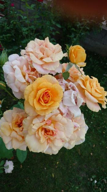  - Trandafiri comerciali