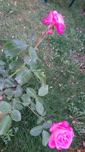  - Trandafiri comerciali