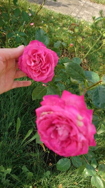 Isabel de. Ortiz - Trandafiri comerciali