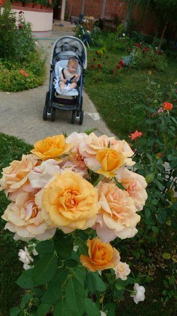  - Trandafiri comerciali