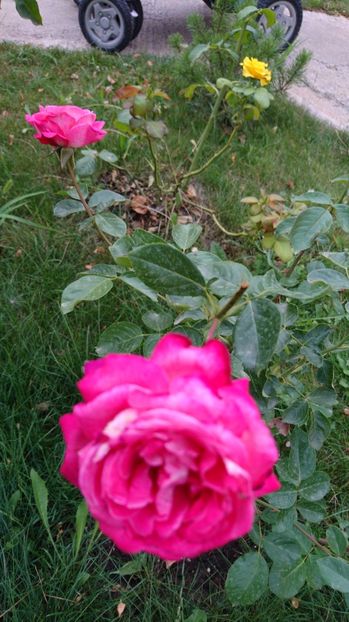  - Trandafiri comerciali