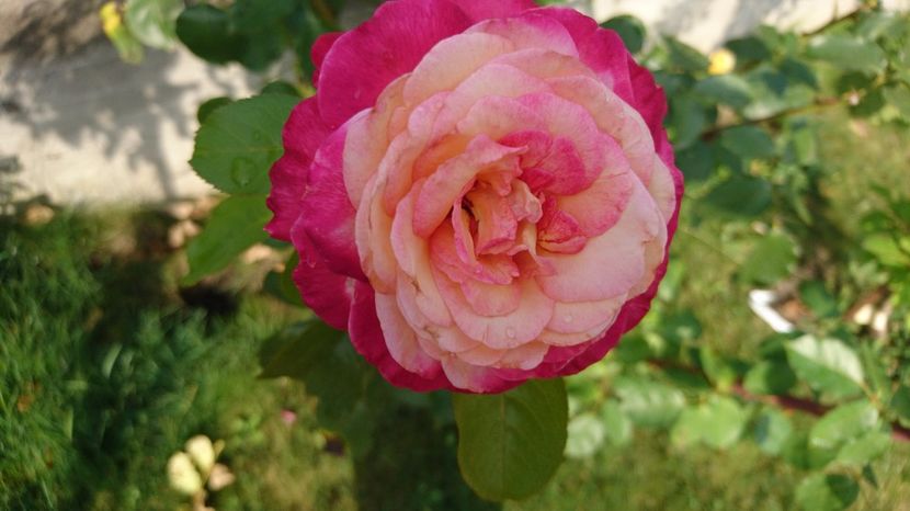  - Trandafiri comerciali