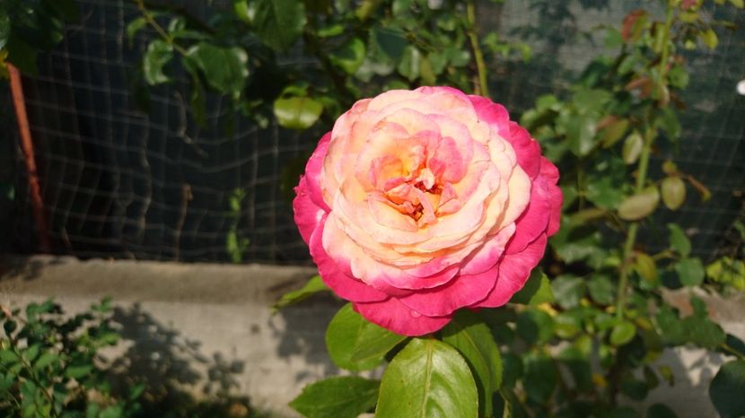 Rina Herhold - Trandafiri comerciali