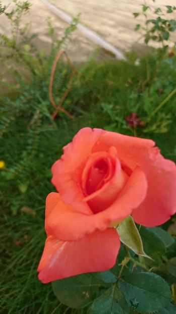 Necunoscut - Trandafiri comerciali