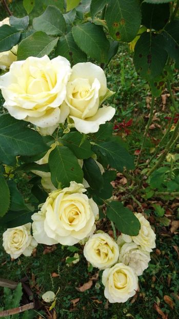  - Trandafiri comerciali