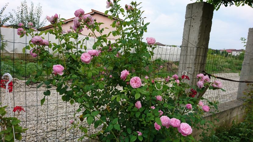 A doua inflorire - Spirit of Freedom