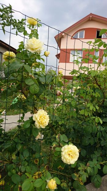  - Cyrano de Bergerac