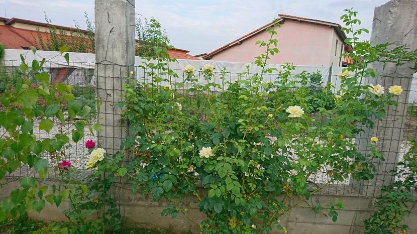  - Cyrano de Bergerac